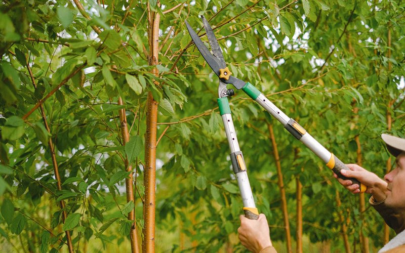 Tree trimming in Hegins, PA
